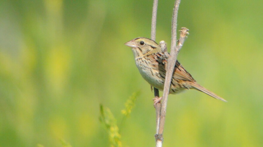  Henslow's Sparrow is one species of grassland birds in Missouri that could benefit from a proposed federal legislation to improve habitats.