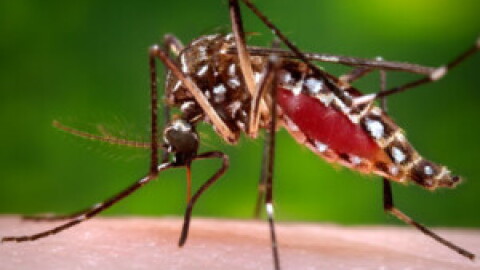 A mosquito, which can transmit West Nile Virus. | Centers for Disease Control and Prevention