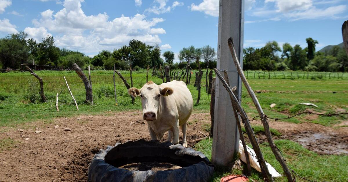 Mexico, U.S. agree to keep border open to cattle