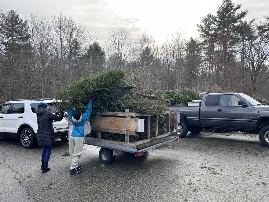 Scout Sophia Bennett loads Christmas trees into a pickup at the Durham transfer station. They will be delivered to goats on Hickory Nut Farm in Lee.