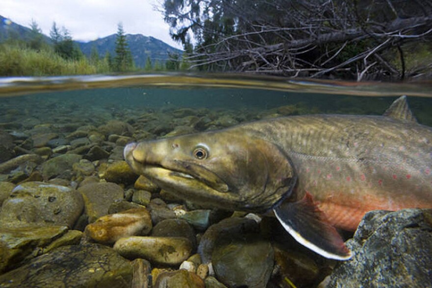 Bull trout are a threatened species.