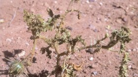 newplant1