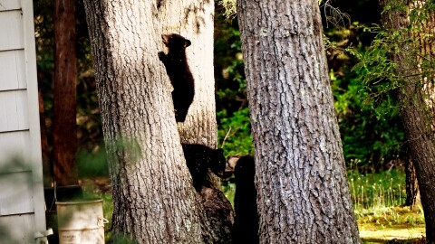 A mama black bear waits for her cubs when it’s safe after a run in with a woman walking her dog on a walking path in Simsbury, Connecticut. All involved walked away with no injuries.