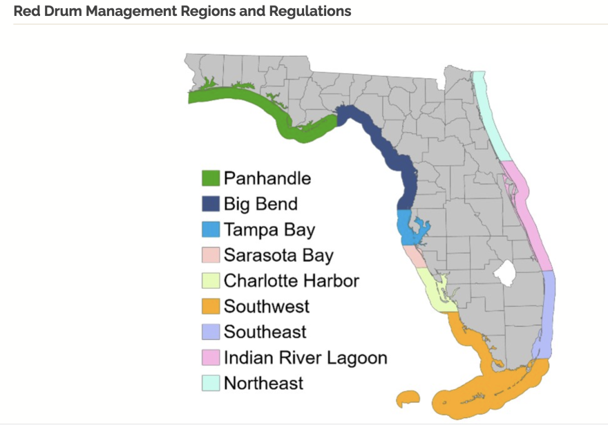 O cantarilho, também conhecido como tambor vermelho, habita as águas de costa a costa na Flórida. Para a pesquisa, os pesquisadores analisaram nove estuários em todo o estado.