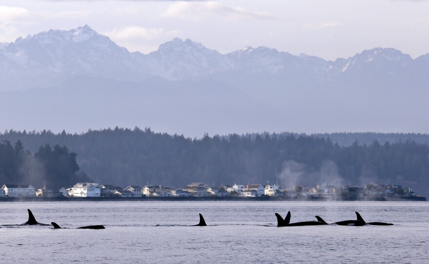 Endangered orcas swim in Puget Sound and in view of the Olympic Mountains just west of Seattle, as seen Saturday, Jan. 18, 2014 from a federal research vessel that was tracking the whales. 