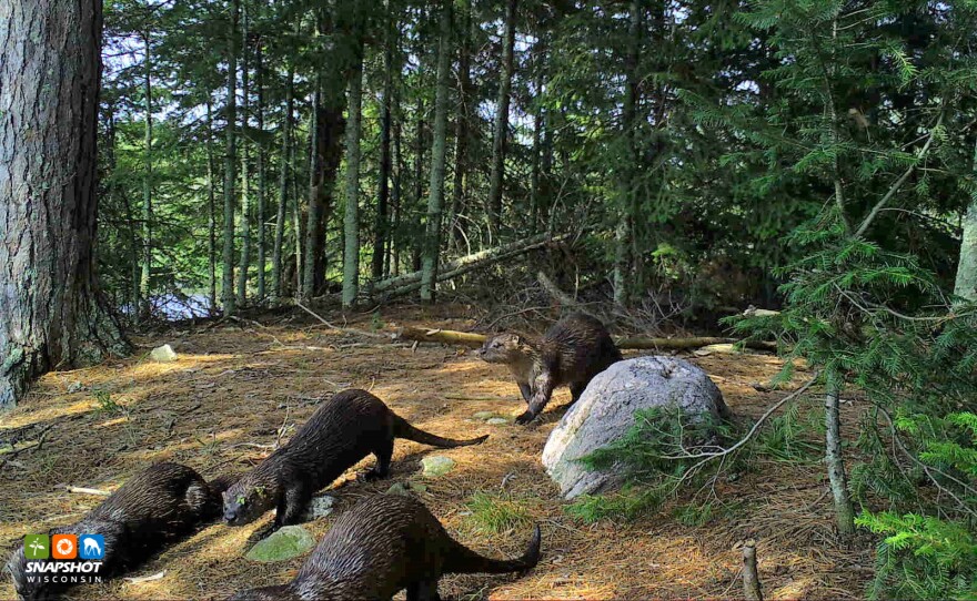 Otters in Vilas County