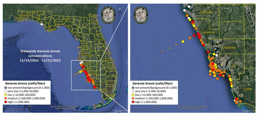 The Florida Fish and Wildlife Conservation Commission's statewide red tide status map for November 22, shows that a red tide organism, Karenia brevis, was detected along Florida’s Gulf Coast. K. brevis was observed in 133 samples over the past week, with seven in Collier County.