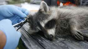 A tranquillized raccoon has its ear tagged by U.S. Department of Agriculture wildlife specialist Robert Acabbo in Grand Isle, Vt., Thursday, Sept. 27, 2007.