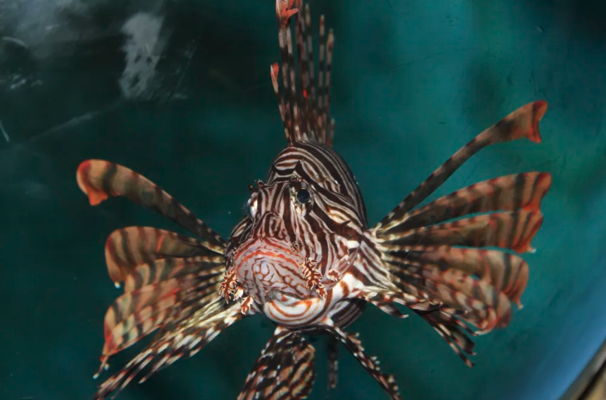 photo of an invasive lionfish covered in deep-red stripes and 18 venomous spines.