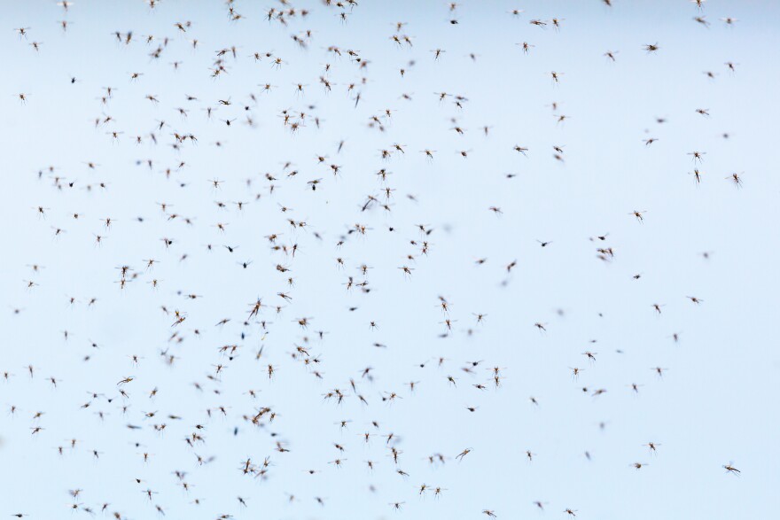 swarm of mosquitoes
