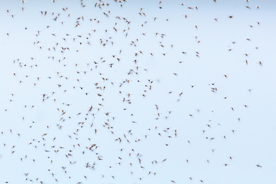 swarm of mosquitoes