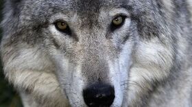 Gray wolf photoa