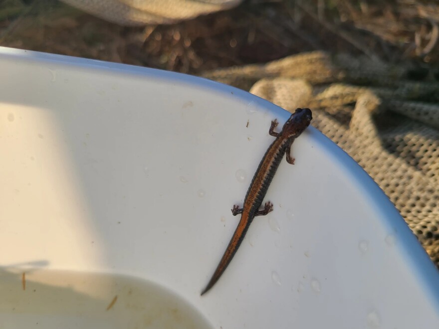 A red-backed salamander plots its escape after being temporarily captured during a recent tour at Fernald Preserve.