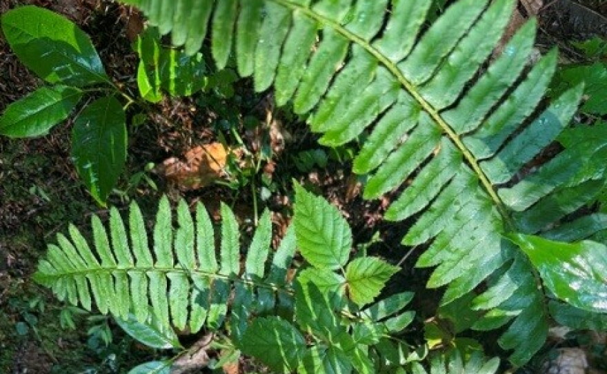 There are 530 kinds of plants and trees in Lilley Cornett Woods