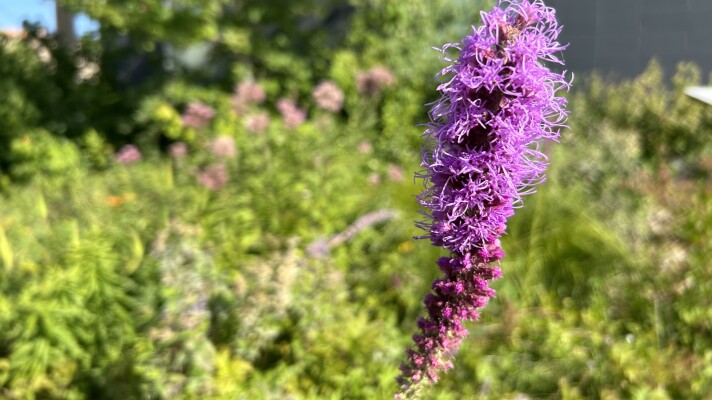 A purple and pink liatris flower growing in a patch of green wildflowers.