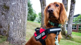 A brown dog wears a red vest with a black and white sign noting that it is a therapy animal.