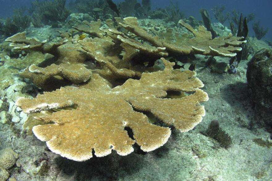 Photo: NOAA