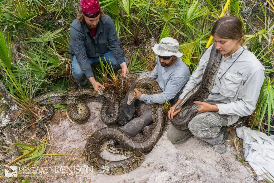 burmese python poop