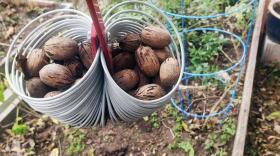 The quality of pecans in Central Texas this season is high.