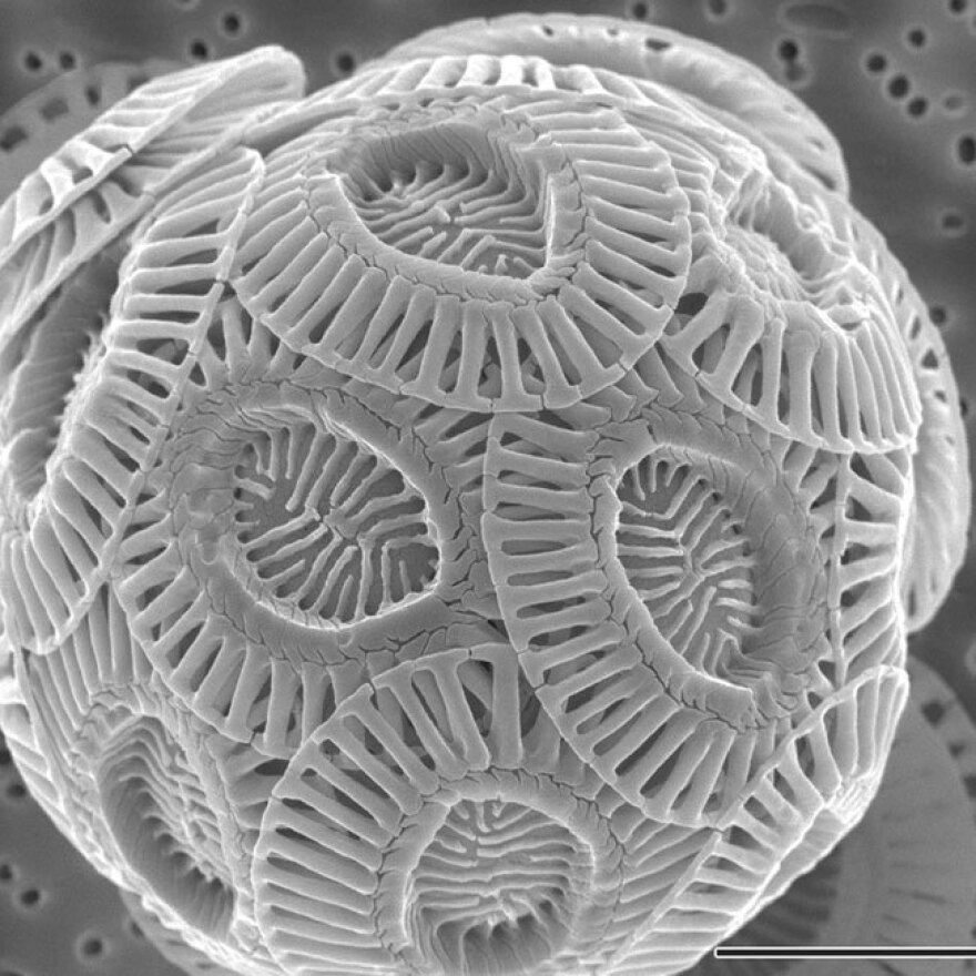 Coccolith