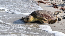 Dead Sea Turtle