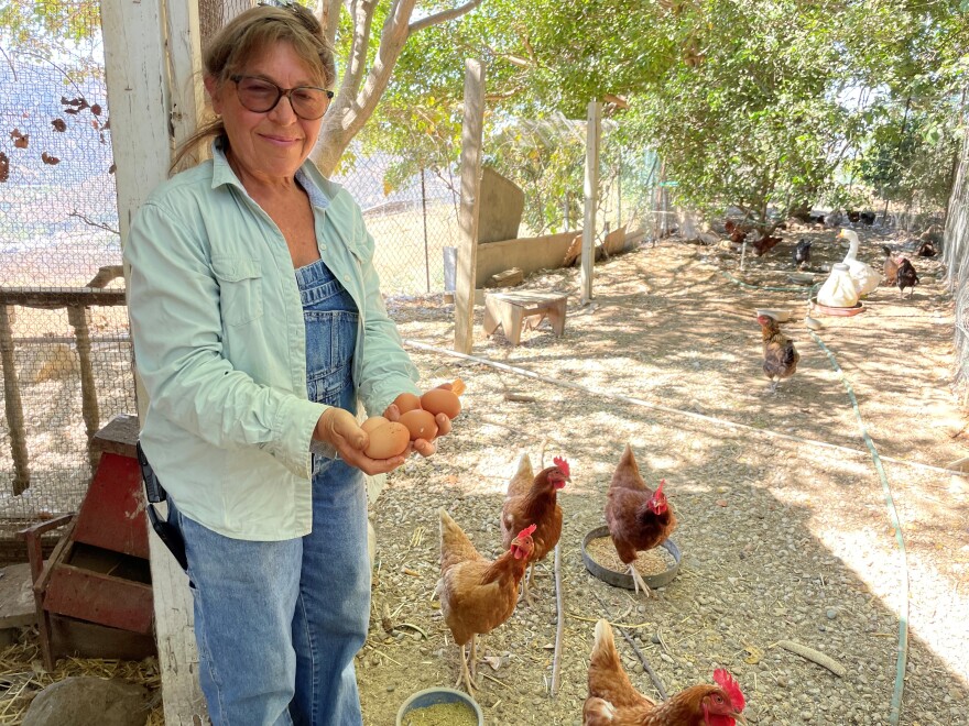 Tina Rasnow of U4EA Ranch in Newbury Park checks on her chickens and collects some of the eggs they’ve produced. She says her animals play a big part in keeping the soil healthy which is key to carbon capture.