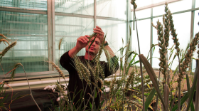 Plant breeder Jakir Hasan will talk about his research into which varieties of grains grow best in different parts of Alaska. Hasan is a research assistant professor of plant genetics at UAF's Institute of Agriculture, Natural Resources and Extension.