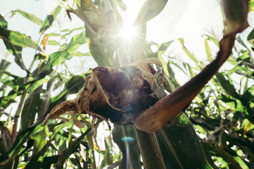 An aging huitlacoche fungus dries out on a corn stalk at a Mennonite farm last week near Fredricktown.