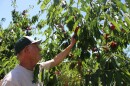 Buena Vista Orchard owner Bruce Johnson stands on his five-acres of cherry trees near Bigfork, MT on July 3, 2025. Johnson's is one of many orchards that relies on migrant workers from Washington to harvest cherries in July.