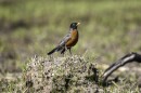 A male American Robin stands proud on a small hill of mud.