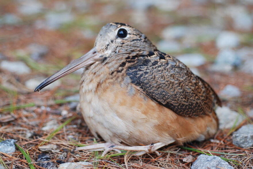 WYSO's Leila Goldstein went scouting for American Woodcocks in Charleston Falls Preserve.