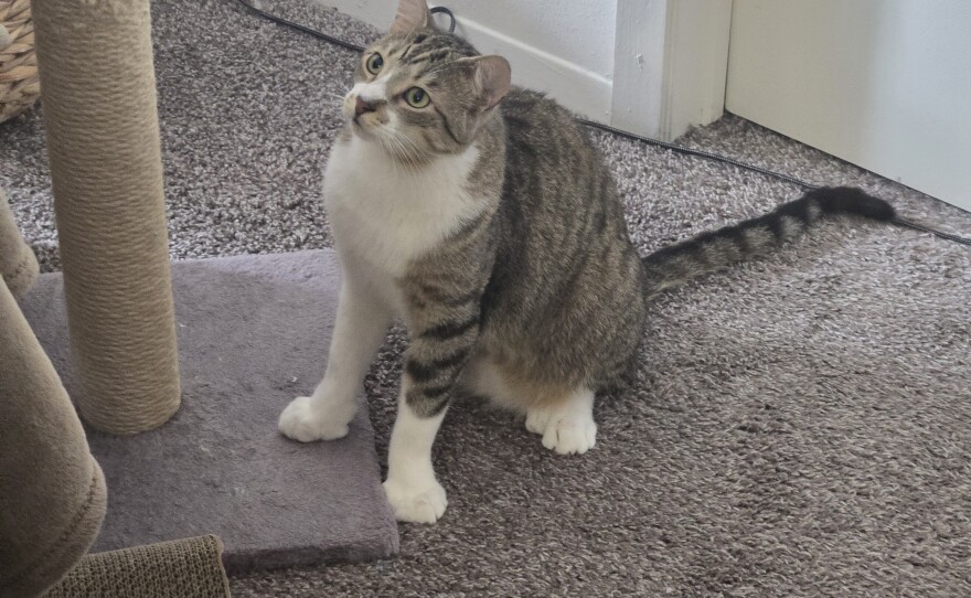Toby shares his record with a cat from Ontario, Canada named Jake.