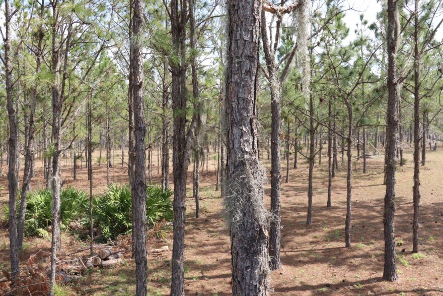 A pine forest filled with tall, skinny pines.