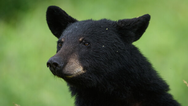 A closeup of a black bear's head against a blurry green background.