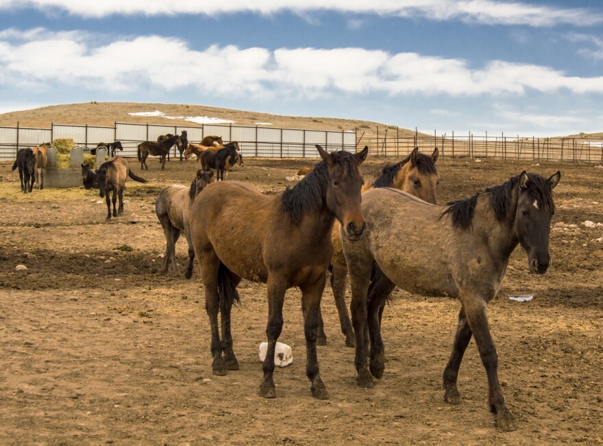 Multiple horses walk on hilly and grassy-dirt land inside a corral.