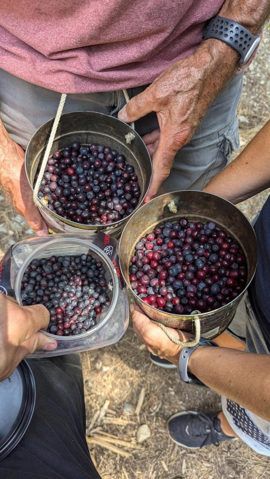 3 people holding buckets of berries.