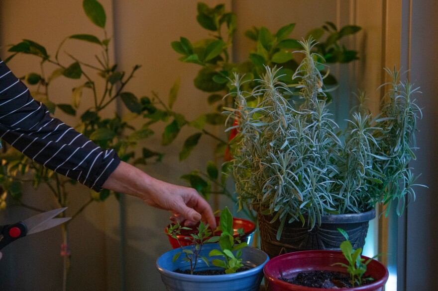 Pamela Bobb harvests some mint from her indoor herb and lemon garden at her home in Fairfield Glade, Tenn. Changes in her diet — lots more greens, fruits, vegetables and herbs and spices that reduce inflammation — are also part of her pain-reduction routine.