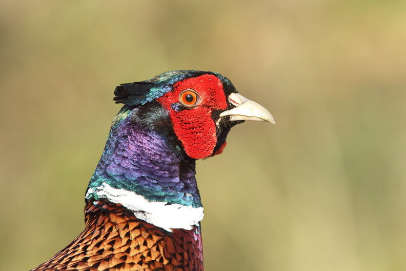 Common pheasant
