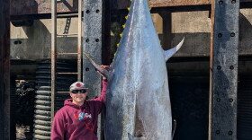 Brandon Mcgirl along with boat captain Jamie Savage pulled in a 1,116 lb. bluefin tuna off of Rye Harbor. The 114-inch fish doesn't qualify for the state record, because of how far offshore it was landed.