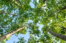 A tree canopy from underneath