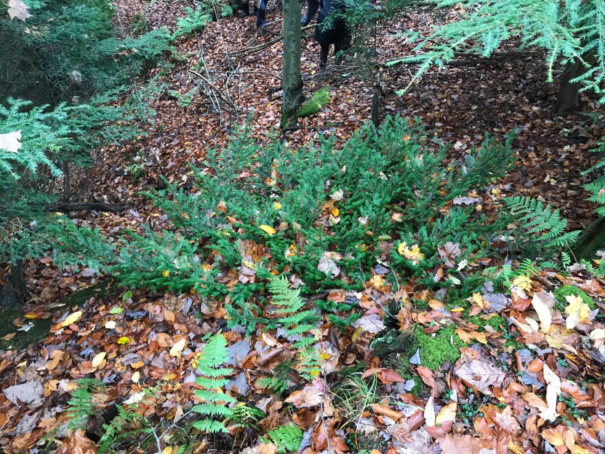 An evergreen Canada yew growing wild in a forest with leaves on the ground