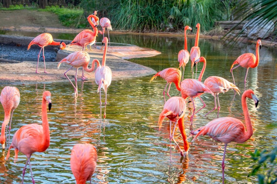 pink flamingos graze is a shallow water body