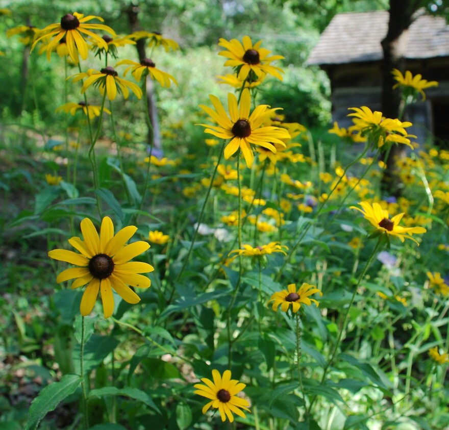Wildflowers at Reflection Riding last year.