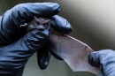 Mexican free-tailed bats — like this one held by Lee Mackenzie with the Austin Bat Refuge — live along I-35 where TxDOT is ripping up roads and bridges to expand the highway through Travis County.