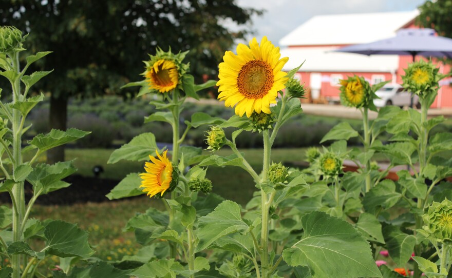 To extend the you-pick experience, Olver said she also grows sunflowers and zinnias at her farm.