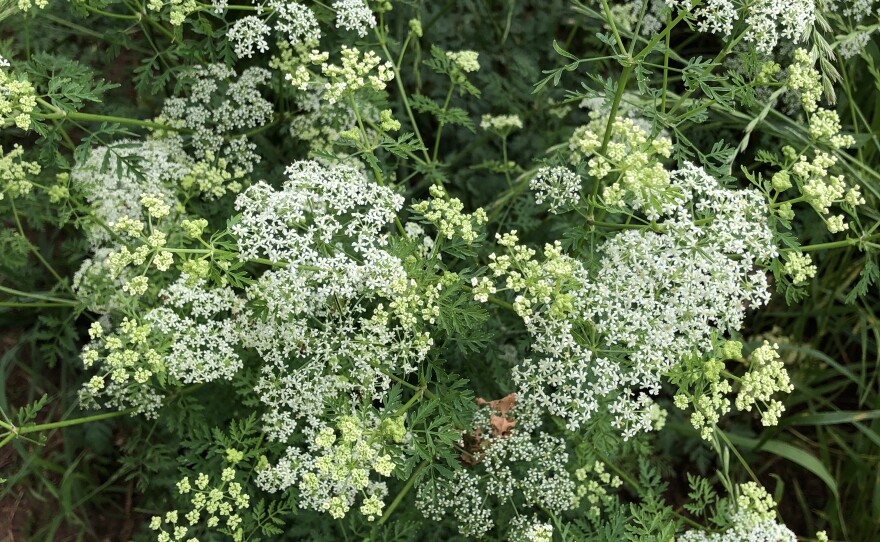 Poison hemlock plants bloom through early summer, then go to seed.