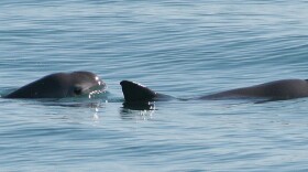 Vaquita porpoise