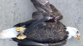 An image of a dead bald eagle found fatally shot in Lawrence County in Dec. 2019.