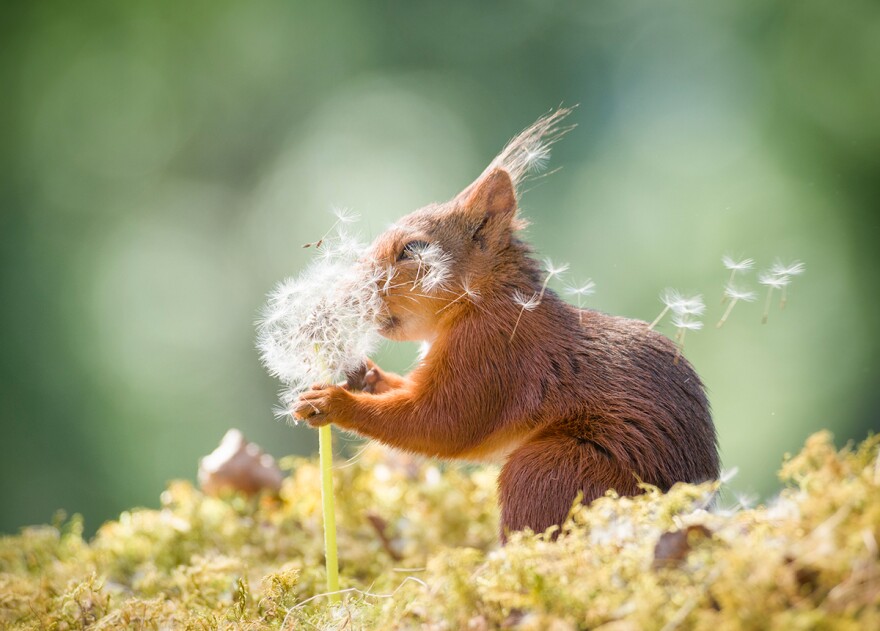 This squirrel in Sweden better have some wishes in mind — and fast — with the wind blowing those dandelion seeds like that.