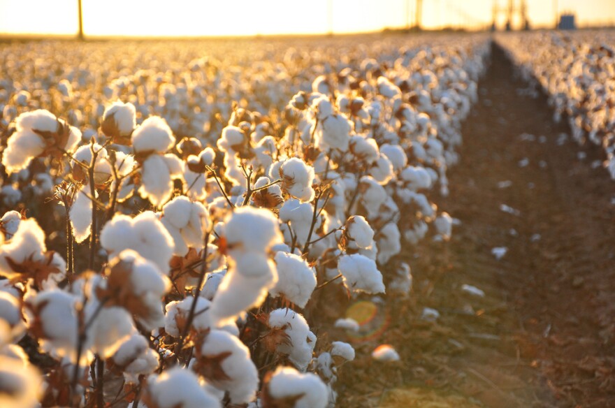 Fluffy white cotton sits in a north Texas field, ready to be harvested.